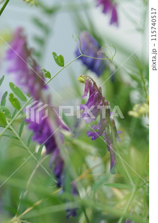 ナヨクサフジの花　 115740517