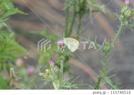 アザミの花にとまるモンシロチョウ 115740518