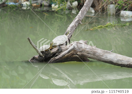 枯れ木の上で甲羅干しをするミドリガメ 枯れ木の上で甲羅干しをするミドリガメ 115740519