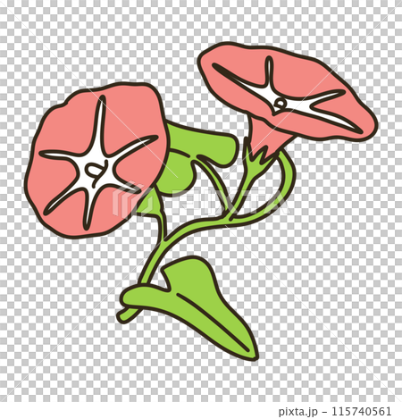 ヒルガオ ヒルガオ 115740561