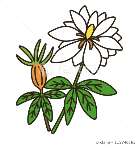 ヤエクチナシ 115740563