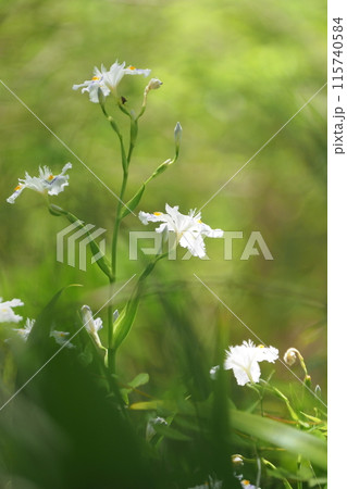シャガの花 シャガの花 115740584