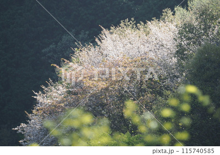 室生湖に咲く桜の花 室生湖に咲く桜の花 115740585