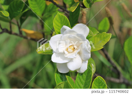 鮮やかな八重のクチナシの花 鮮やかな八重のクチナシの花 115740602