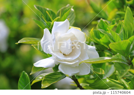 鮮やかな八重のクチナシの花 115740604