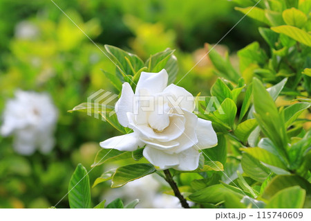 鮮やかな八重のクチナシの花 115740609