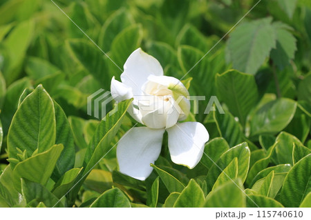 鮮やかな八重のクチナシの花 115740610