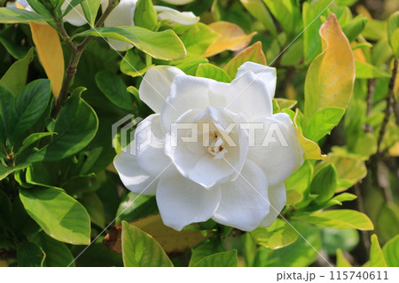 鮮やかな八重のクチナシの花 鮮やかな八重のクチナシの花 115740611