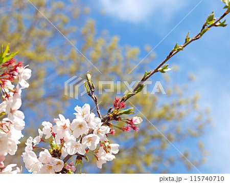 青空と新緑バックの桜の花 青空と新緑バックの桜の花 115740710