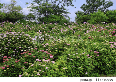 アジサイの群生 115740959