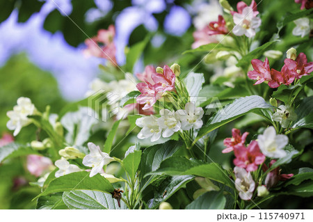 ハコネウツギの花 ハコネウツギの花 115740971