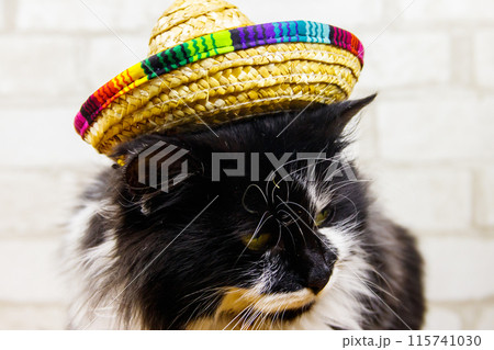 Portrait of beautiful cat wearing sombrero hat Portrait of beautiful cat wearing sombrero hat 115741030