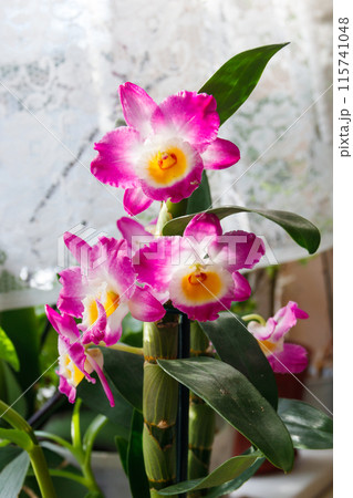 Potted purple blooming Dendrobium orchid as a houseplant 115741048