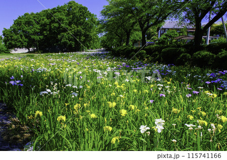 花菖蒲の咲く風景 花菖蒲の咲く風景 115741166