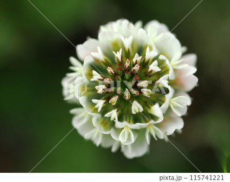 シロツメクサのある風景 シロツメクサのある風景 115741221