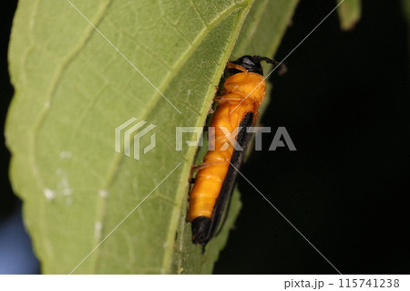 生き物　昆虫　リンゴカミキリ、体長十数ミリ～二十ミリ程。初夏に見られる美しいカミキリムシ 115741238