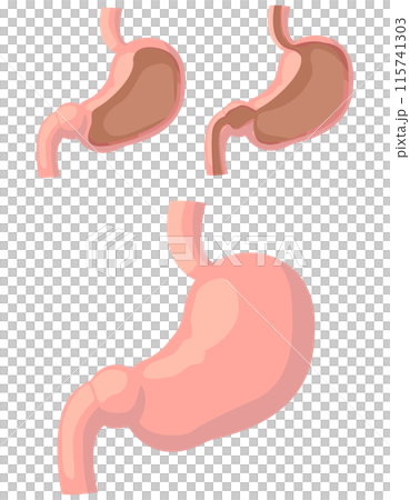 Illustration set showing inside the stomach 115741303