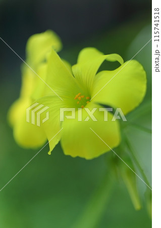 黄色いカタバミの花 黄色いカタバミの花 115741518