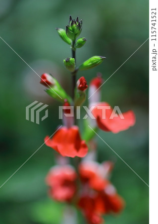 赤いサルビアの花 115741521