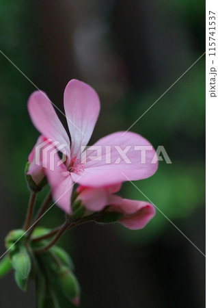 可憐なアイビーゼラニウムの花 可憐なアイビーゼラニウムの花 115741537