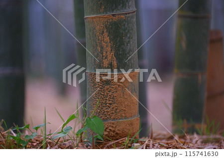 京都洛西竹林公園で 京都洛西竹林公園で 115741630