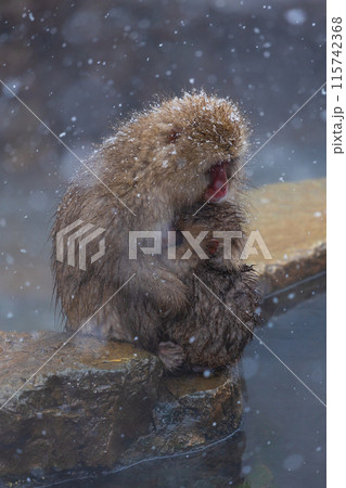 冬の地獄谷野猿公苑　ニホンザル（スノーモンキー） 115742368