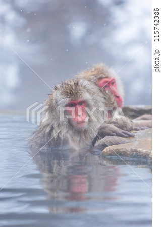 冬の地獄谷野猿公苑　ニホンザル（スノーモンキー） 115742386