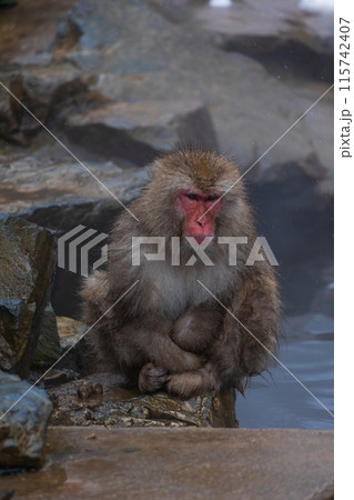 冬の地獄谷野猿公苑　ニホンザル（スノーモンキー） 115742407