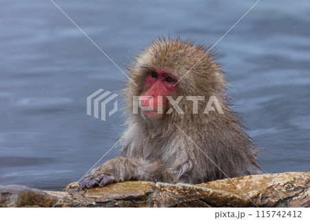 冬の地獄谷野猿公苑　ニホンザル（スノーモンキー） 115742412