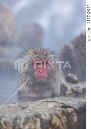 冬の地獄谷野猿公苑 ニホンザル(スノーモンキー) 冬の地獄谷野猿公苑 ニホンザル(スノーモンキー) 115742420
