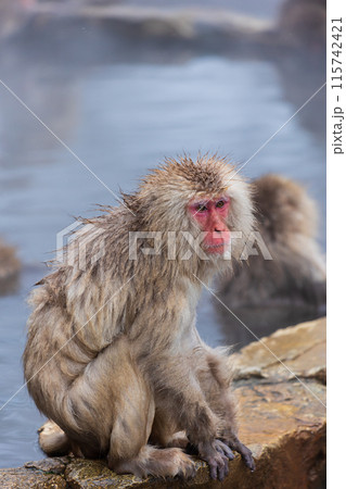 冬の地獄谷野猿公苑 ニホンザル(スノーモンキー) 冬の地獄谷野猿公苑 ニホンザル(スノーモンキー) 115742421