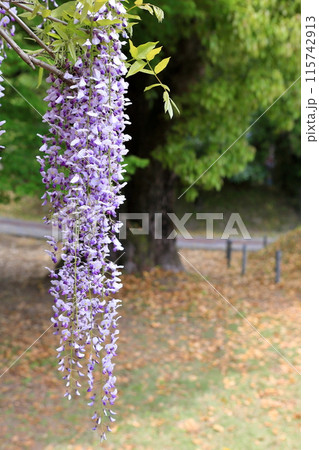 藤の花 霧島市和気神社 藤の花 霧島市和気神社 115742913