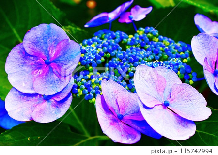 近隣に咲く紫陽花 近隣に咲く紫陽花 115742994