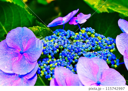 近隣に咲く紫陽花 115742997