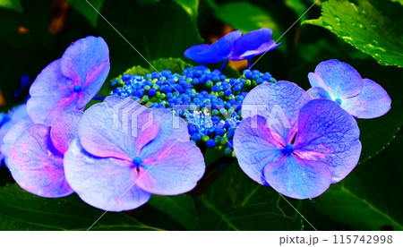 近隣に咲く紫陽花 115742998