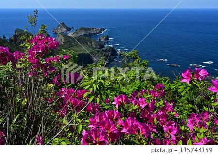 ツツジ咲く、青い海と青い空 115743159