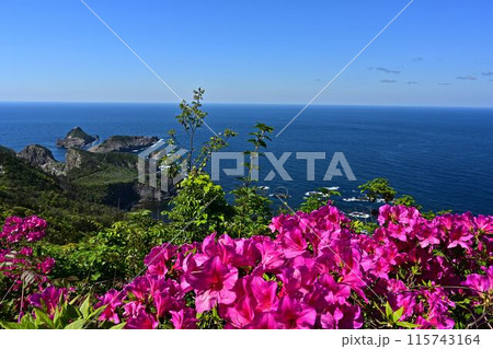 ツツジ咲く、青い海と青い空 115743164
