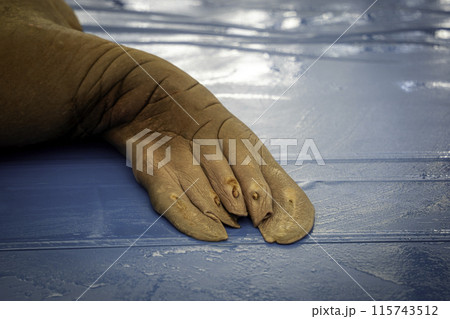 セイウチの足のヒレ 115743512