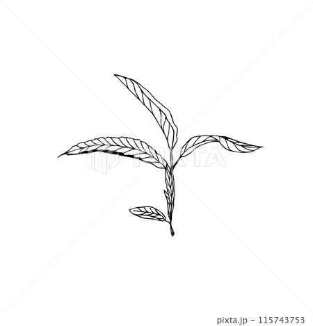 Floral doodle elements hand drawn for logo or tatoo 115743753