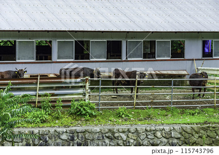 但馬牛の飼育　兵庫県朝来市 115743796