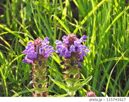 淡い紫色の花を咲かせたウツボグサ 淡い紫色の花を咲かせたウツボグサ 115743827