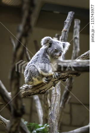 どっしりしたコアラ 115743977