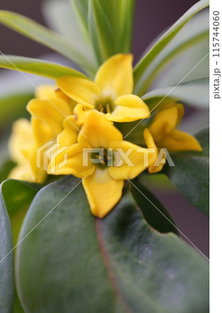 沈丁花の黄色い花 115744060