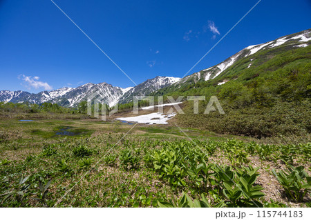 新緑が映える初夏の長野県の栂池 115744183