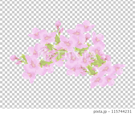 桜の花冠の水彩イラスト 115744231