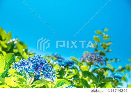 青い紫陽花 115744295