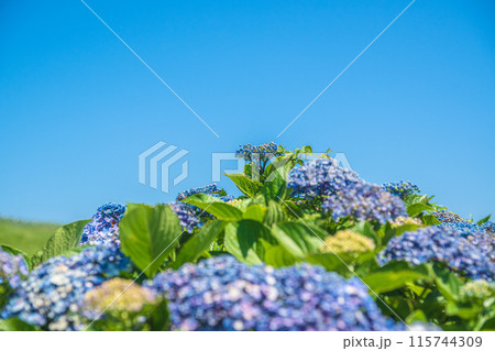 青い紫陽花 115744309