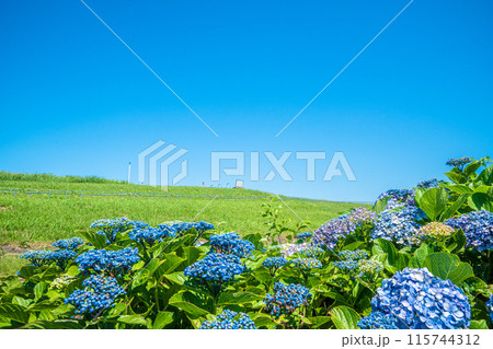 青い紫陽花 青い紫陽花 115744312