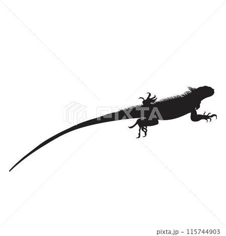 Lizard Silhouette  2 115744903