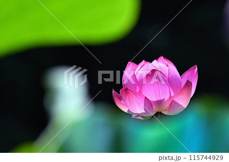 蓮の花、清浄なる花 蓮の花、清浄なる花 115744929